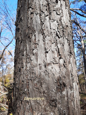 Липа амурская (Tilia amurensis)