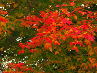 Beautiful red maple leaves