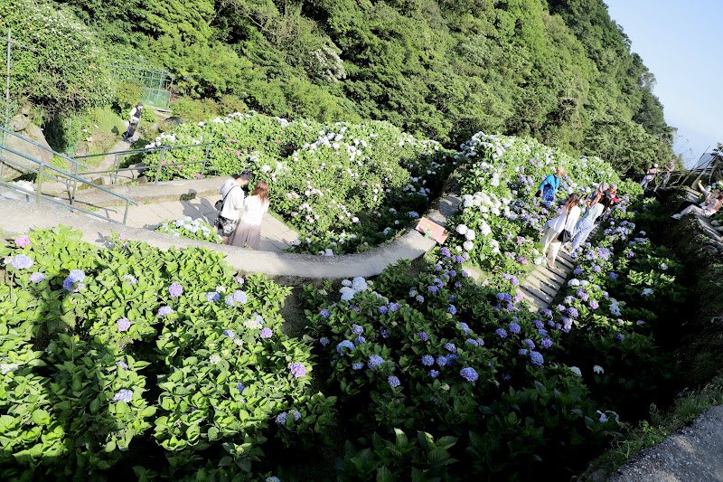 台北 景點 賞花 花季 大梯田繡球花