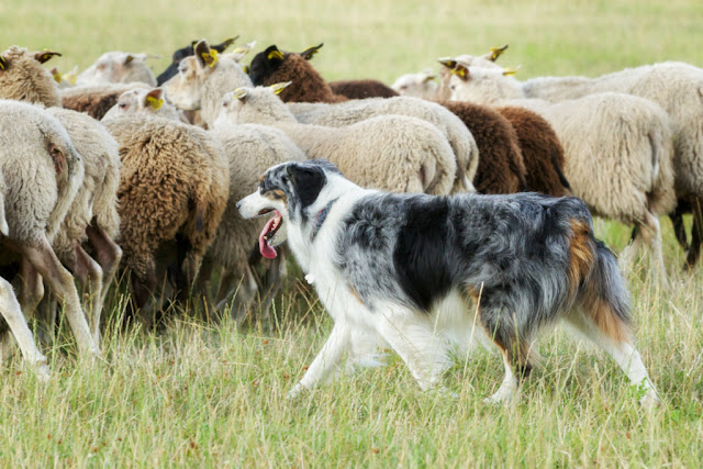 Border collie