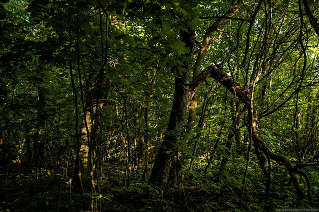 Деревья в лесу освещенные предзакатным солнцем