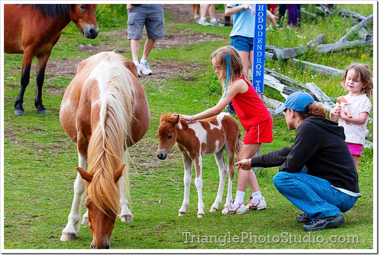 Sophie petting a Grayson Highland  baby pony by Steve Jackle - www.trianglephotostudio.com