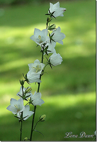 Campanula_ChettleCharm