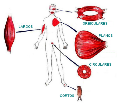 Clasificación de los músculos según su forma