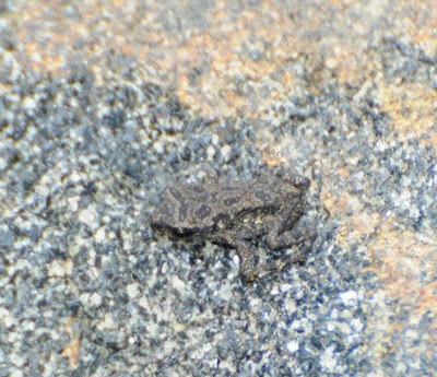 American Toad (Bufo americanus)