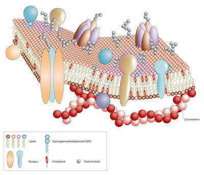 plasma membrane