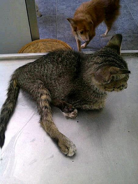 Perawatan Kucing: Sasa - Si Kecil patah tulang kaki dan 