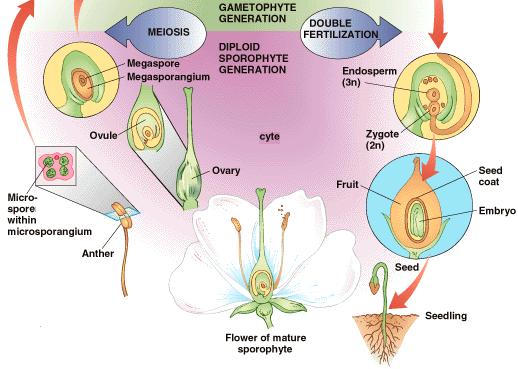 Penyerbukan dan Pembuahan BIOLOGIPEDIA