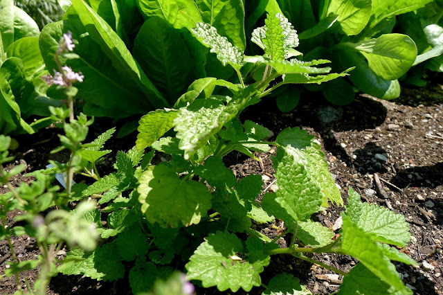 Lemon Balm, Melissa officinalis