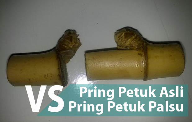  yaitu sebuah kepingan bambu yang punya  5 Cara Bedakan Pring Petuk Asli Vs Kerajinan Tangan (Palsu)