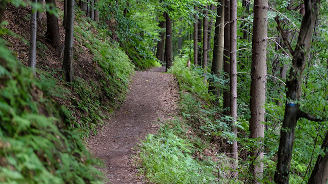 a narrow, shaded trail through a lush forest