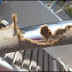 Rope Wheel Cover