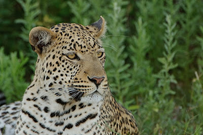 chiefs island, okavango delta, photo workshops