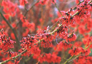 Exotic Red Witch Hazel Flower