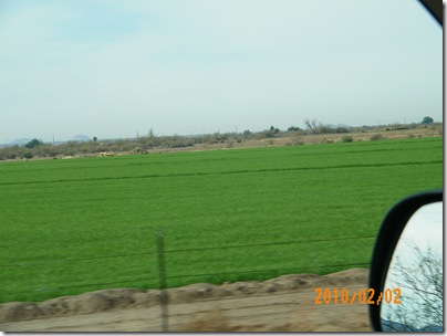 beautiful green pasture