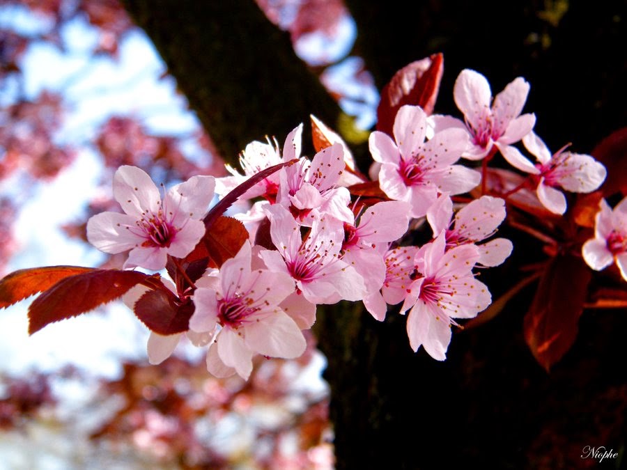 20 Gambar Bunga Sakura Di Jepang Ayeey com