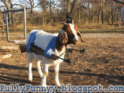 Funny Goat World Most Wanted Terrorist Goat