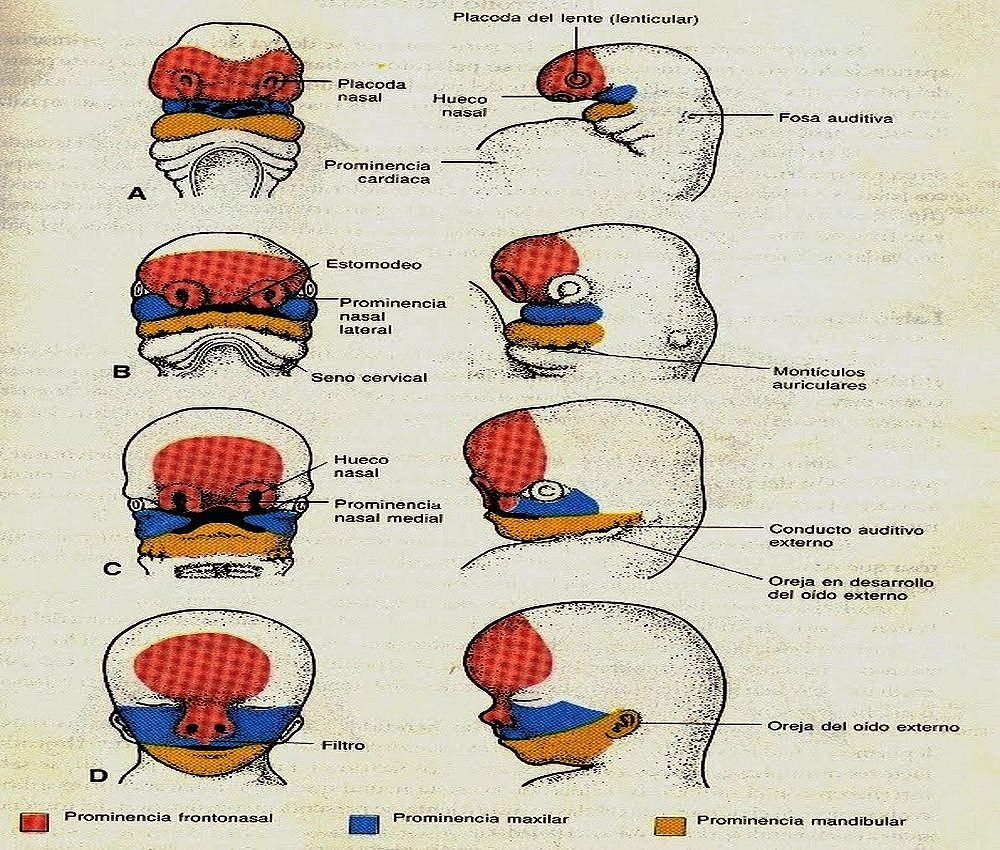 Odontogenesis