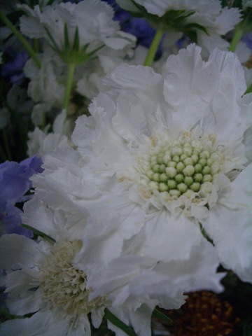 CIMG0031