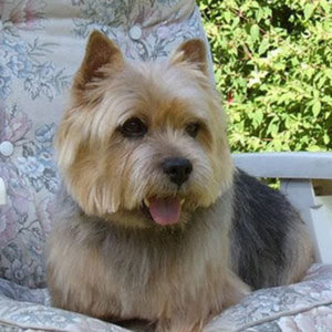 Norwich Terrier Puppies Pictures