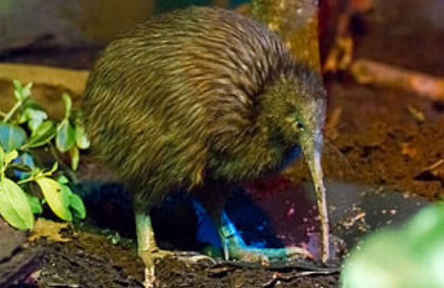 KIWI BEHAVIOUR AND ECOLOGY 