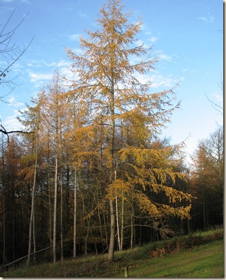 20101119 BHW Larix in autumn  030