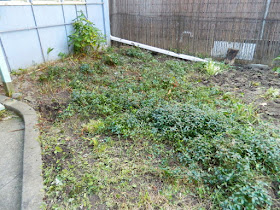 Toronto Little Italy Fall Front Garden Cleanup After by Paul Jung Gardening Services--a Toronto Gardening Company