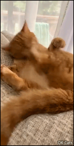 Hilarious Cat GIF • Clumsy ginger doesn't realize he can't scratch his ear while lying down [ok-cats.com]