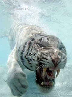 tiger swimming underwater