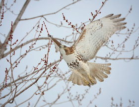 An immature red-tail flies to a tree branch.