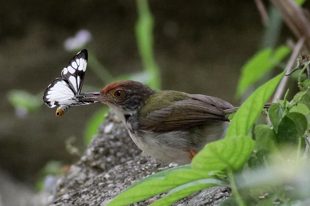 Tailor Bird with Butterfly