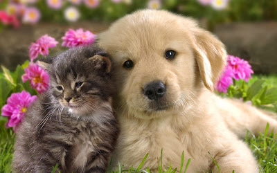 Cats and dogs Wallpapers