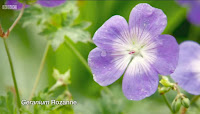 Geranium Rozanne