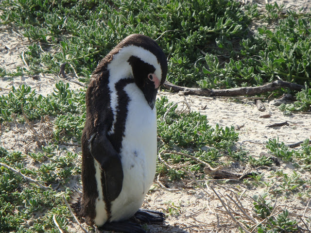 Emperor penguin amazing animals, fairy penguin, Penguins Facts