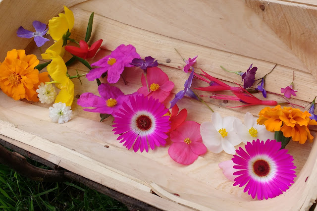 Pressing flowers in summer