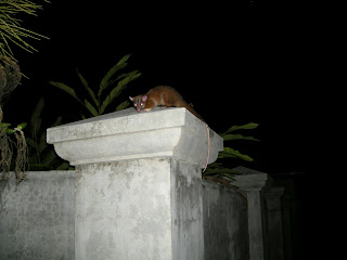 Caluromys derbianus, or woolly opossum