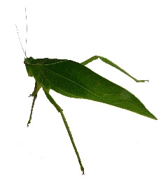 Esperança (Tettiigonia viriidissima)