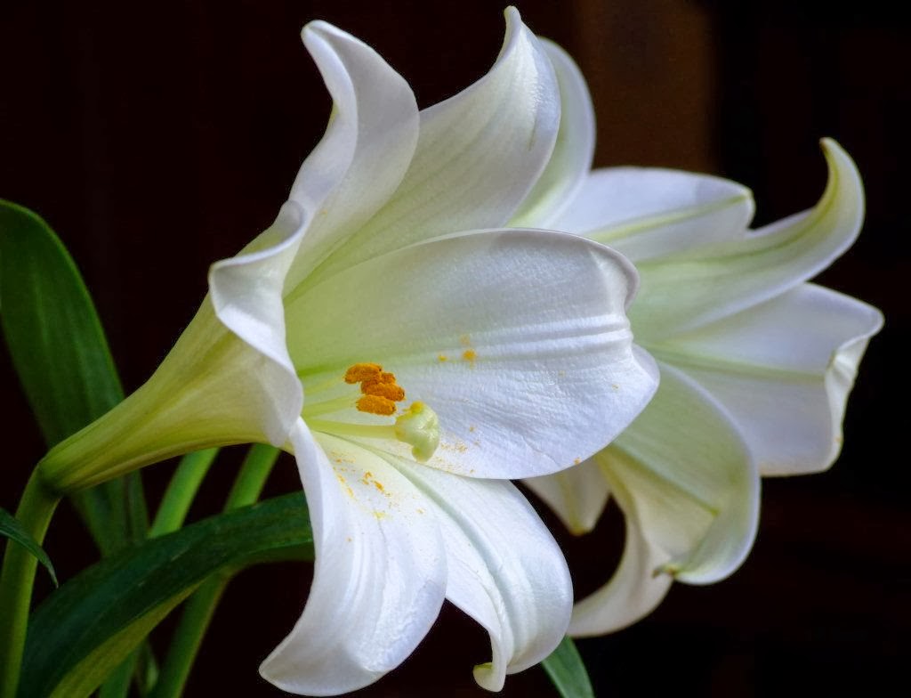  Gambar  Bunga Lily  Putih