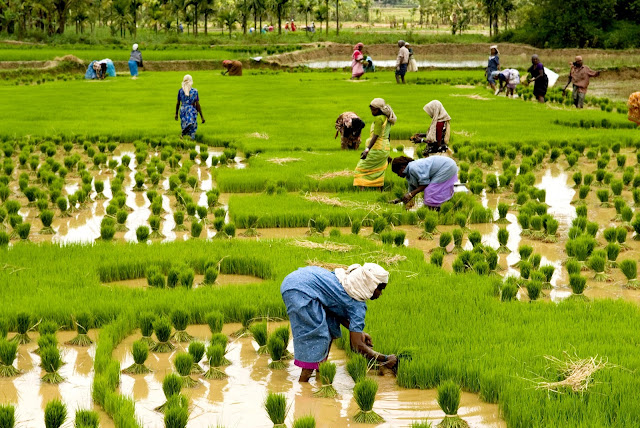 Rice Harvest in Alleppey Kerala
