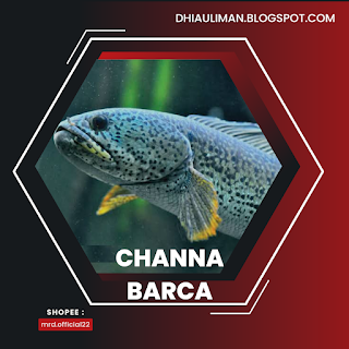 Channa Barca