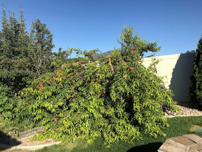 Peach Tree Under Heavy Fruit Load