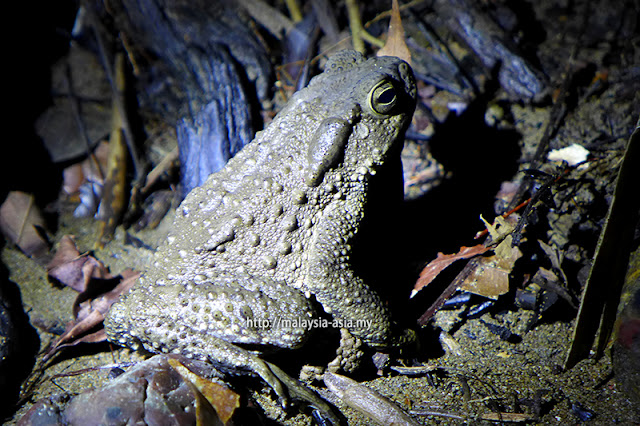 Sarawak Frog Race Borneo