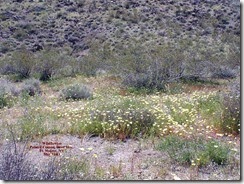WildFlowers16[1]