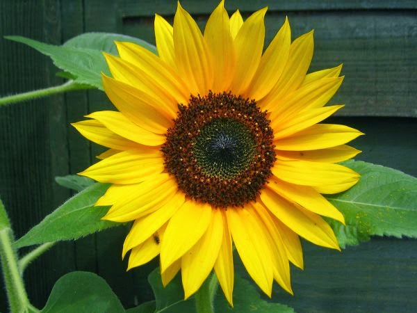 Sunflower Oil Benefits for Skin, cancer, strong bones and prevent heart disease