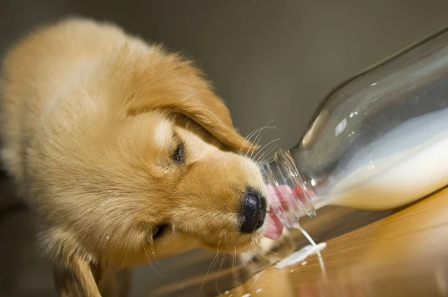 can puppies drink lactose free milk