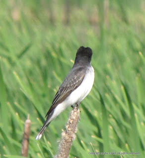 Eastern Kingbird