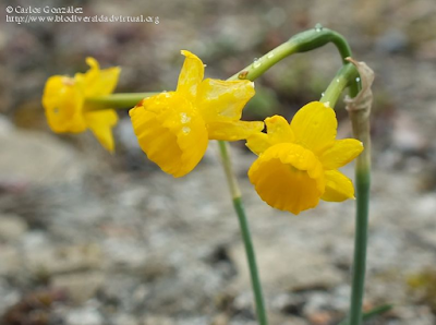 http://www.biodiversidadvirtual.org/herbarium/Narcissus-assoanus-Dufour-subsp.-assoanus-img386708.html