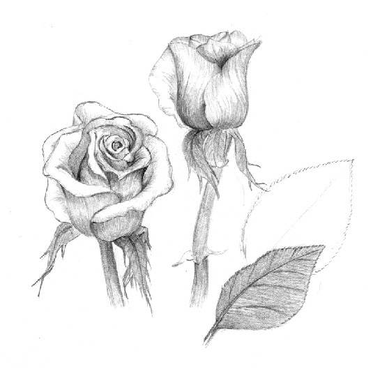 Pencil Flower Drawing. Use a 2H pencil for this step.