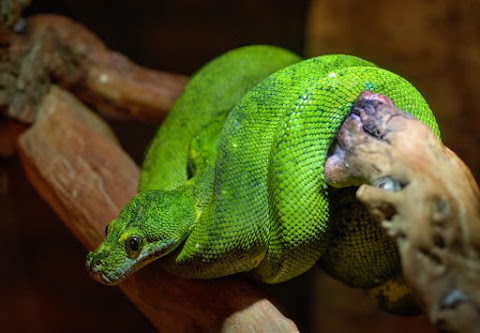 Animal Zoo Green Predator