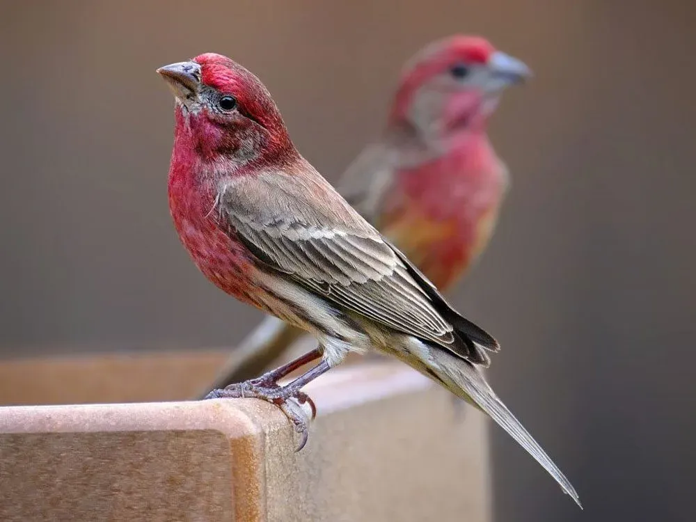 Guia Definitivo: Como Tratar Fungos em Pássaros e Aves para uma Vida Longa e Saudável